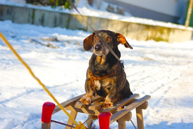 Foto porträt eines hundes, der auf schnee sitzt