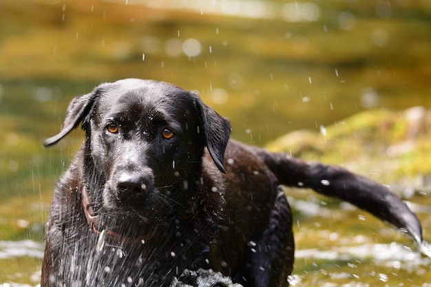 Porträt eines Hundes, der auf Wasser läuft