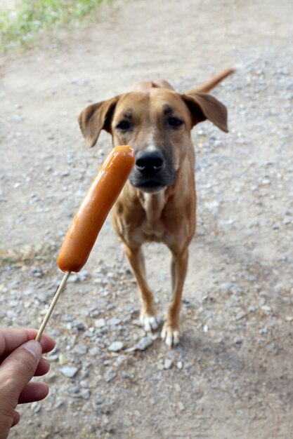 Foto porträt eines hundes, der die hand hält