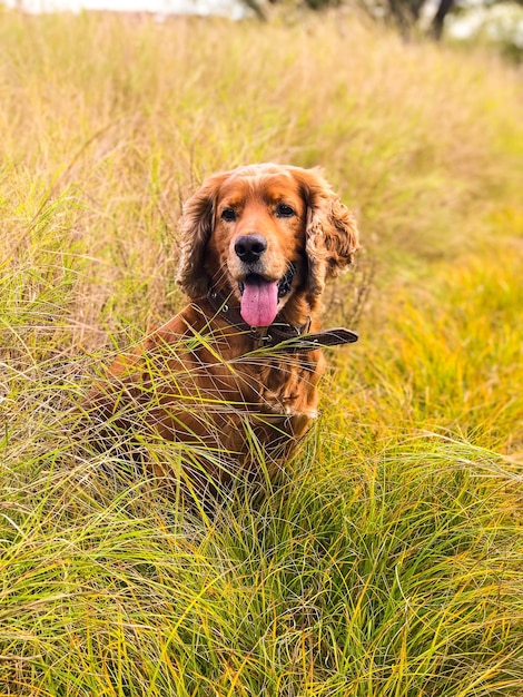 Porträt eines Hundes, der die Zunge aus dem Feld streckt