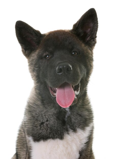 Foto porträt eines hundes, der die zunge über einem weißen hintergrund herausstreckt