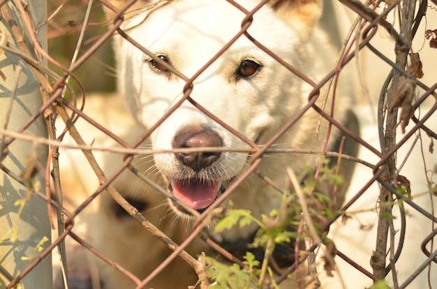 Foto porträt eines hundes, der durch einen kettenzaun gesehen wird