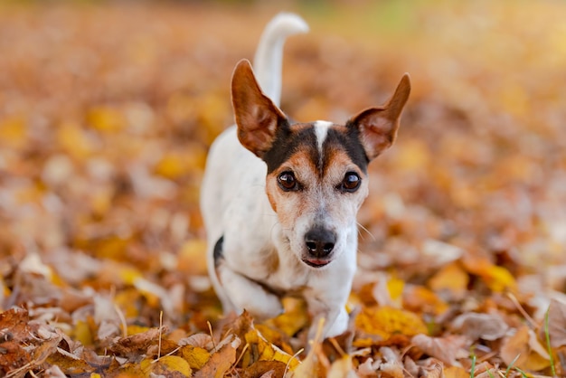 Porträt eines Hundes, der im Freien rennt