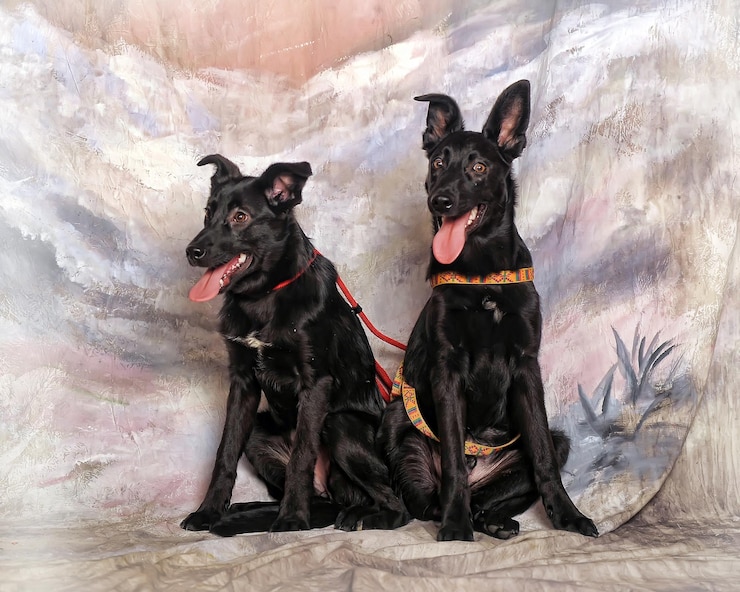 Foto porträt eines hundes, der im freien sitzt