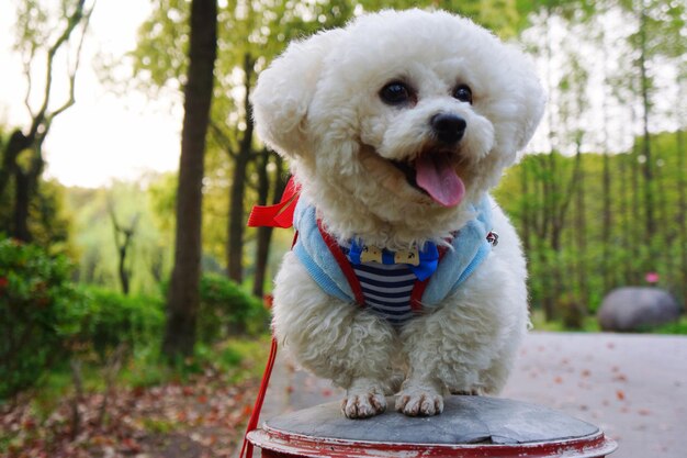 Foto porträt eines hundes, der im freien sitzt