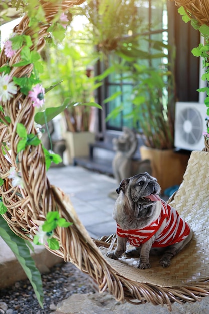 Foto porträt eines hundes, der im freien sitzt