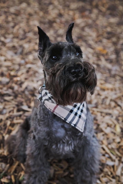 Foto porträt eines hundes, der im freien sitzt