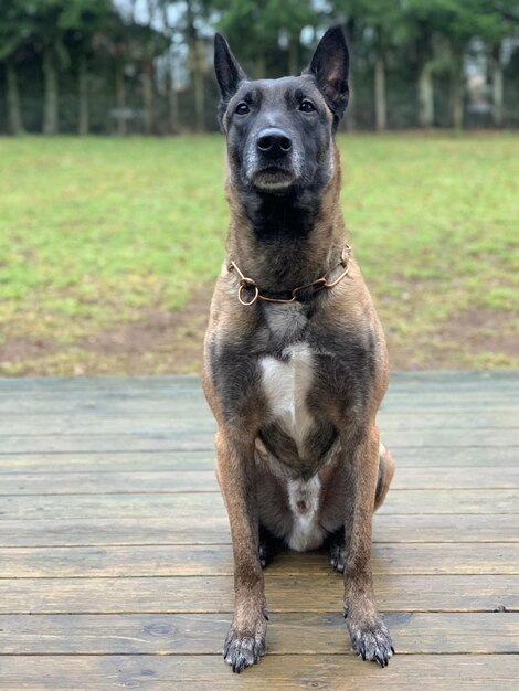 Foto porträt eines hundes, der im freien sitzt