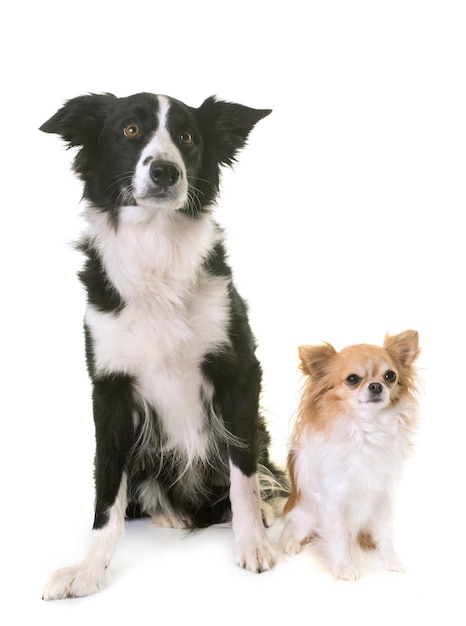 Porträt eines Hundes, der im Freien sitzt