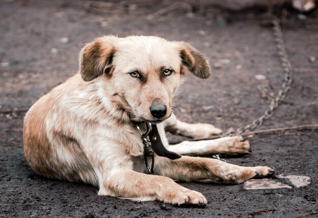 Foto porträt eines hundes, der im freien sitzt