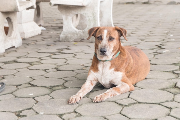 Porträt eines Hundes, der im Freien steht