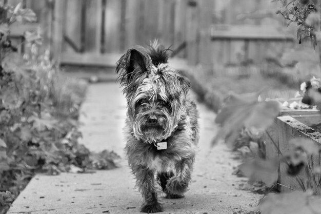 Foto porträt eines hundes, der im freien steht