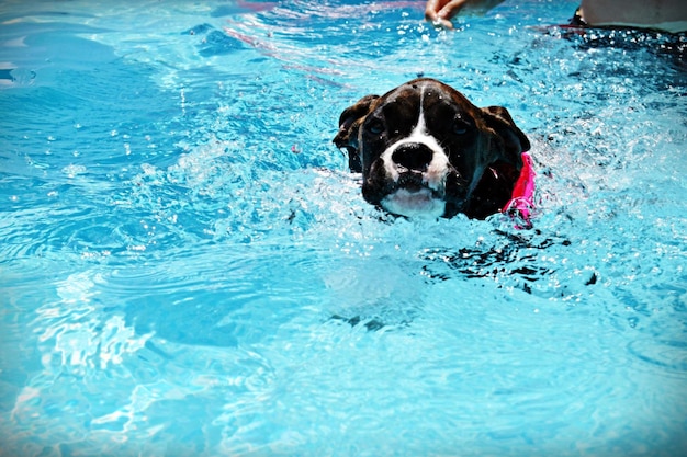 Foto porträt eines hundes, der im pool schwimmt