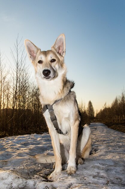 Foto porträt eines hundes, der im schnee sitzt