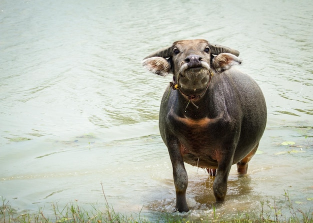 Foto porträt eines hundes, der im see steht