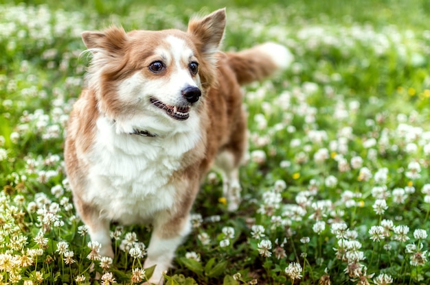 Porträt eines Hundes der Rasse eines Corgis im Freien