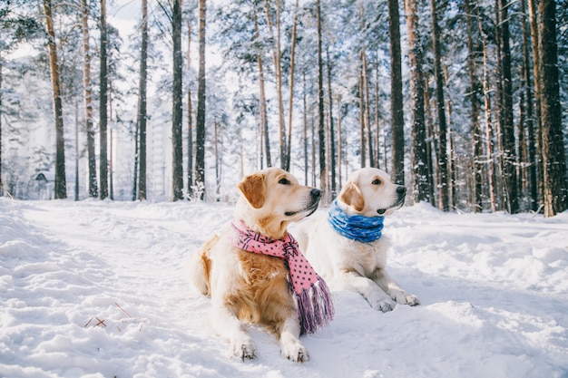 Foto porträt eines hundes, der schal im winter draußen trägt. zwei junge golden retriever spielen im schnee im park. kleider