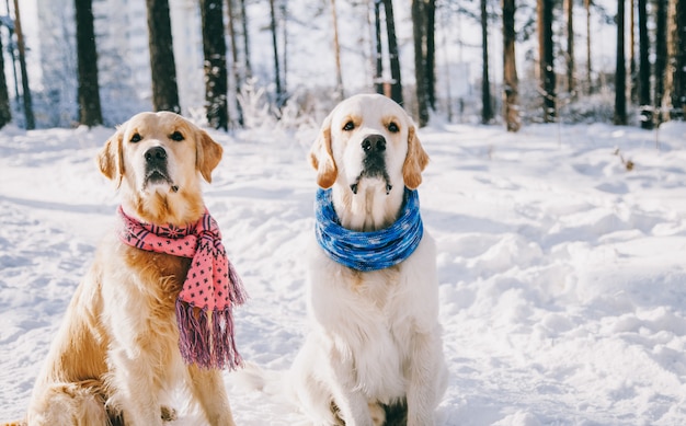 Foto porträt eines hundes, der schal im winter draußen trägt. zwei junge golden retriever spielen im schnee im park. kleider