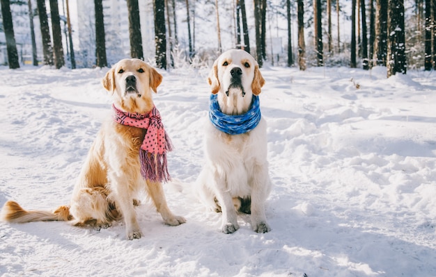 Porträt eines Hundes, der Schal im Winter draußen trägt. zwei junge Golden Retriever spielen im Schnee im Park. Kleider