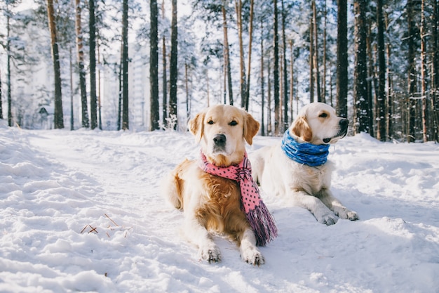 Foto porträt eines hundes, der schal im winter draußen trägt. zwei junge golden retriever spielen im schnee im park. kleider