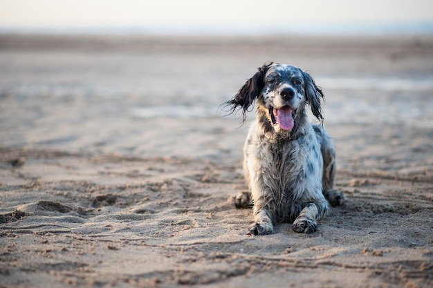 Porträt eines Hundes, der sich am Sandstrand entspannt.