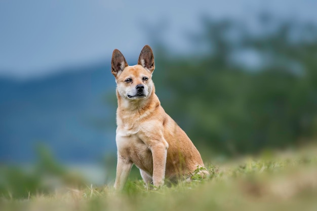Porträt eines Hundes, der sich auf dem Feld entspannt