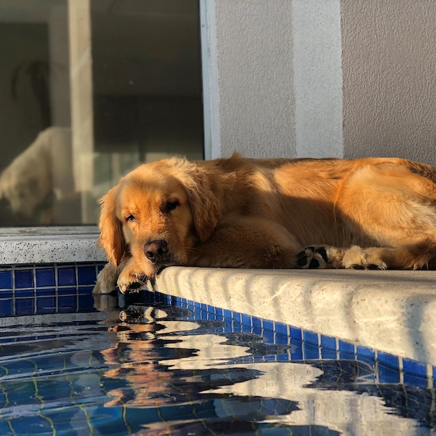 Porträt eines Hundes, der sich im Schwimmbad ausruht