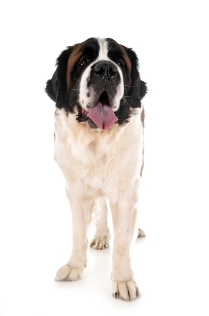 Porträt eines Hundes, der vor weißem Hintergrund sitzt