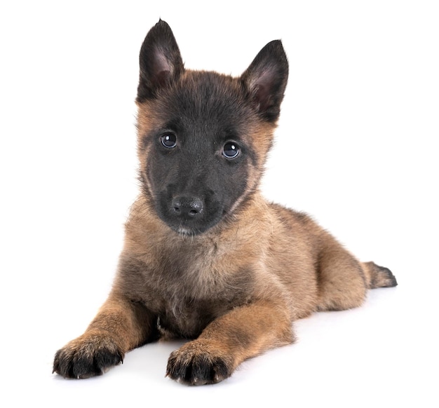Porträt eines Hundes, der vor weißem Hintergrund sitzt