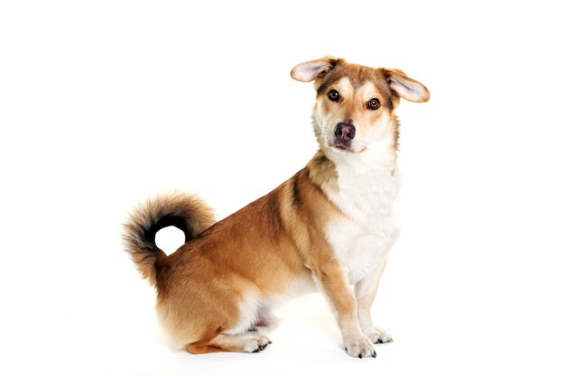 Porträt eines Hundes, der vor weißem Hintergrund sitzt