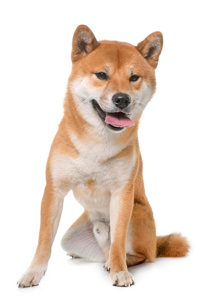 Porträt eines Hundes, der vor weißem Hintergrund sitzt