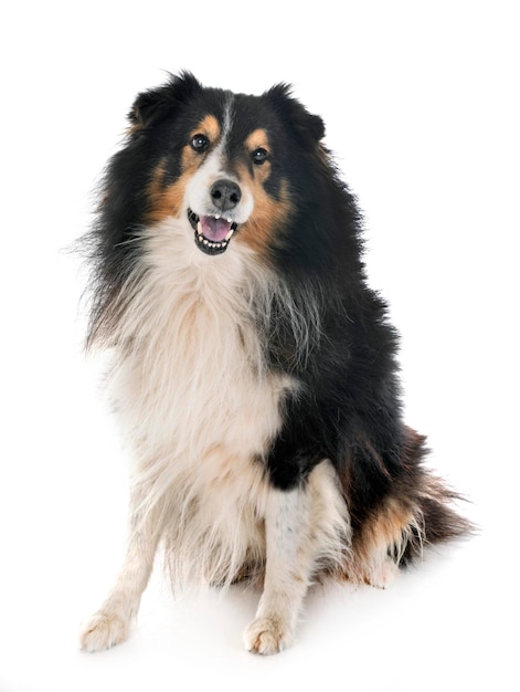 Porträt eines Hundes, der vor weißem Hintergrund wegschaut