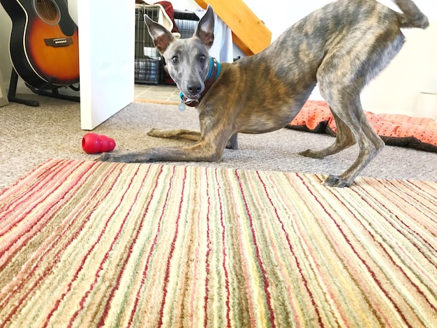 Porträt eines Hundes, der zu Hause mit einem Spielzeug spielt