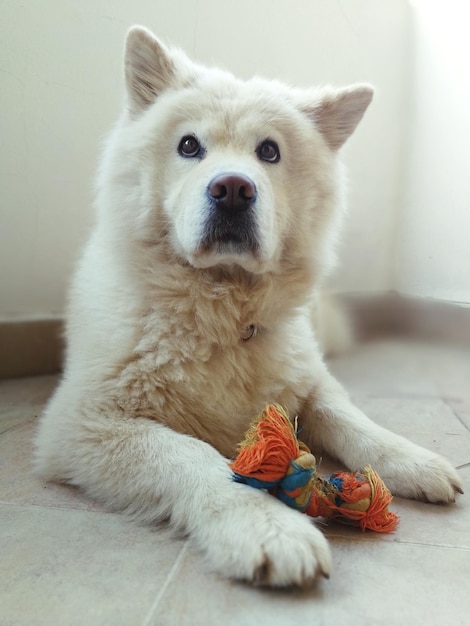 Porträt eines Hundes, der zu Hause sitzt