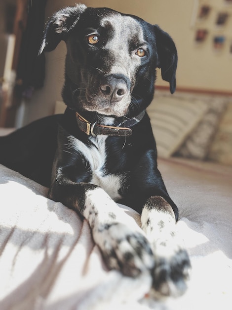 Foto porträt eines hundes, der zu hause sitzt