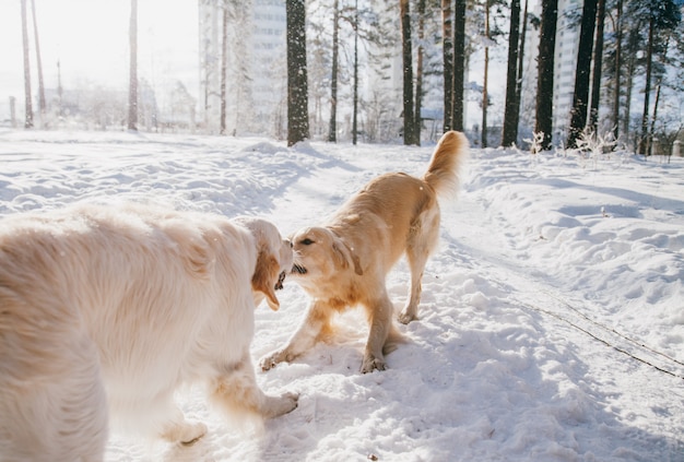 Foto porträt eines hundes draußen im winter. zwei junge golden retriever spielen im schnee im park. schlepperspielzeug