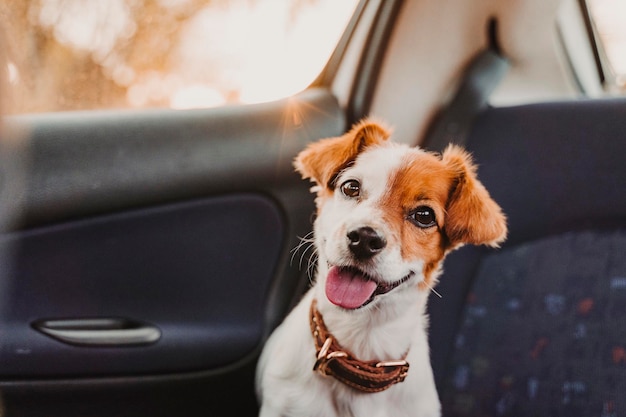Porträt eines Hundes im Auto