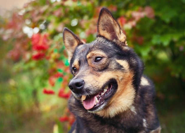 Porträt eines Hundes im Freien