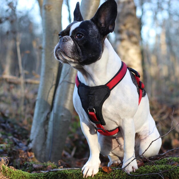 Foto porträt eines hundes im park