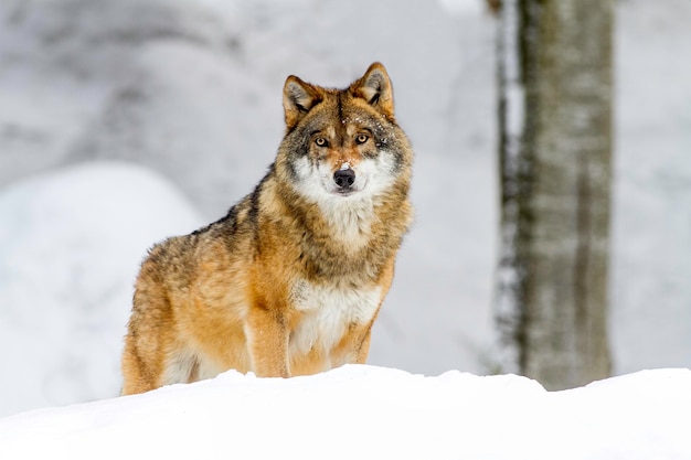Porträt eines Hundes im Schnee