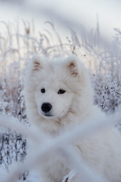 Foto porträt eines hundes im schnee