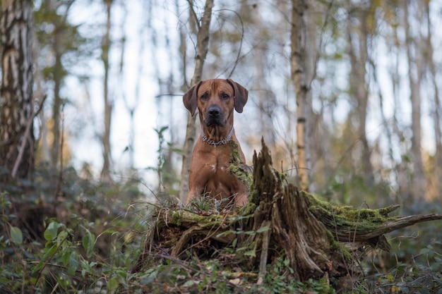 Foto porträt eines hundes im wald