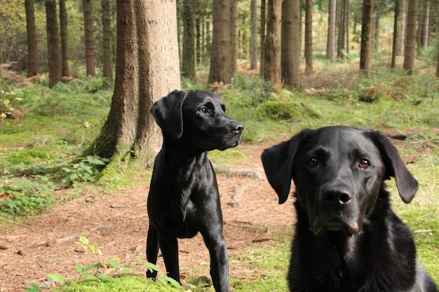 Porträt eines Hundes im Wald