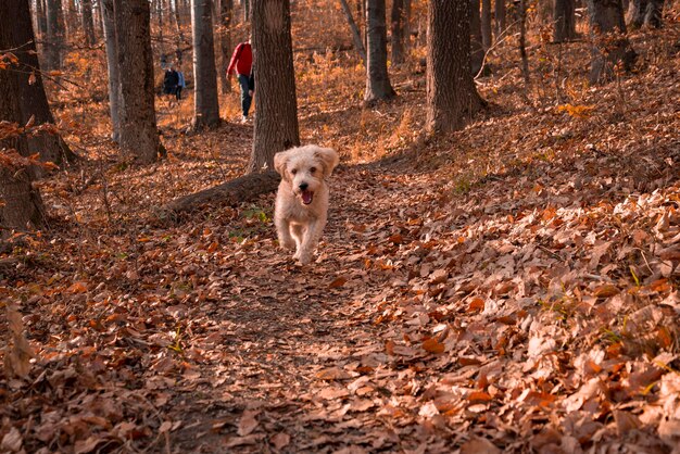 Foto porträt eines hundes im wald