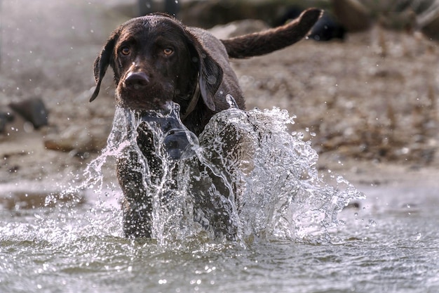 Foto porträt eines hundes im wasser