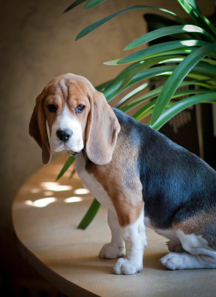 Foto porträt eines hundes in innenräumen