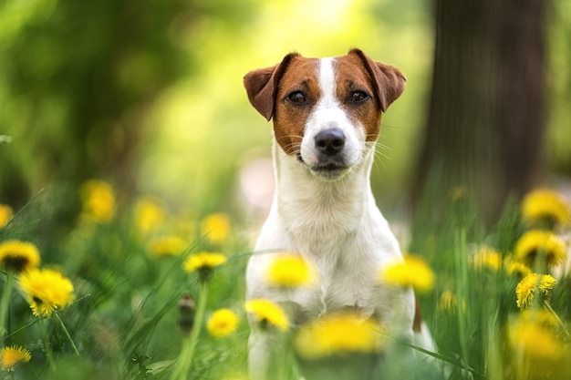 Porträt eines Hundes Jack Russell Terrier, der im Sommer auf der Straße auf dem Hintergrund eines Blumenbeets der gelben Blumen sitzt.