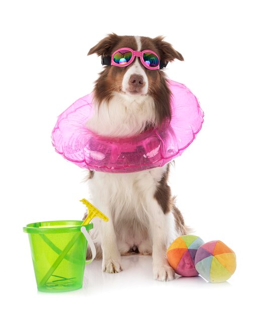 Porträt eines Hundes mit Sonnenbrille auf weißem Hintergrund