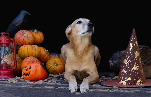 Porträt eines Hundes neben einem Halloween-Kürbis