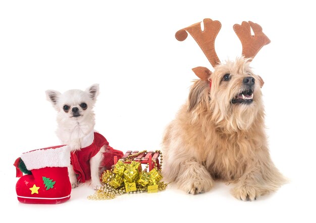 Porträt eines Hundes vor weißem Hintergrund